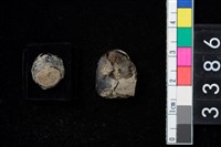 藏品(種子)的圖片