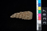 藏品(種子)的圖片