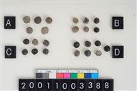 藏品(野大豆)的圖片