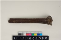 藏品(骨尖器)的圖片