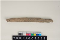 藏品(骨尖器)的圖片