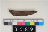 藏品(骨尖器)的圖片