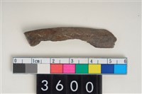 藏品(骨尖器)的圖片