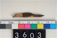 藏品(骨尖器)的圖片