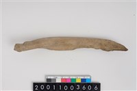 藏品(骨尖器)的圖片