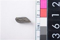 藏品(鹿骨)的圖片