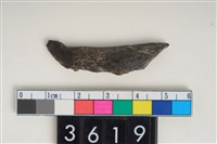 藏品(骨尖器)的圖片