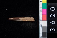 藏品(骨尖器)的圖片