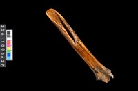 藏品(骨鑿器)的圖片