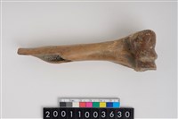 藏品(骨鑿器)的圖片