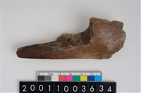 藏品(骨鑿器)的圖片