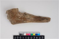 藏品(骨鑿器)的圖片