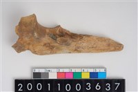 藏品(骨鑿器)的圖片