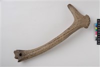 藏品(角槌器)的圖片