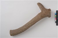 藏品(角槌器)的圖片