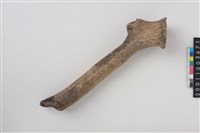 藏品(角槌器)的圖片