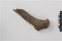 藏品(角槌器)的圖片