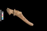 藏品(角槌器)的圖片