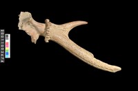 藏品(角槌器)的圖片