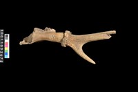 藏品(角槌器)的圖片