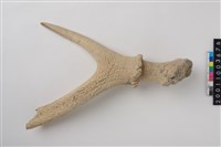 藏品(角尖器)的圖片