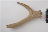 藏品(角尖器)的圖片