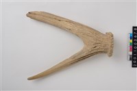 藏品(角尖器)的圖片