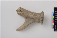 藏品(角尖器)的圖片