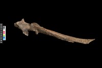 藏品(角尖器)的圖片