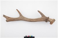 藏品(鹿角)的圖片