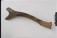 藏品(角尖器)的圖片