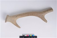 藏品(角尖器)的圖片