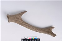 藏品(角尖器)的圖片