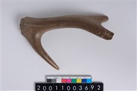 藏品(角尖器)的圖片