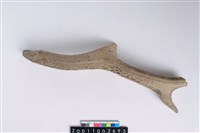 藏品(角尖器)的圖片