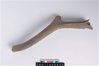 藏品(角尖器)的圖片