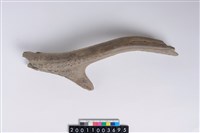 藏品(角尖器)的圖片