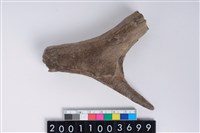 藏品(角尖器)的圖片