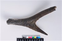 藏品(角尖器)的圖片