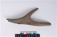 藏品(角尖器)的圖片