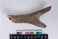 藏品(角尖器)的圖片