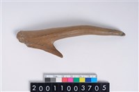 藏品(角尖器)的圖片