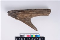 藏品(角尖器)的圖片