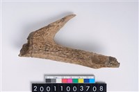 藏品(角尖器)的圖片