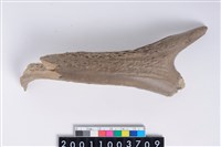 藏品(角尖器)的圖片