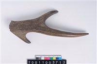 藏品(角尖器)的圖片