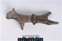 藏品(角尖器)的圖片