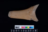 藏品(角尖器)的圖片