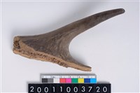 藏品(角尖器)的圖片