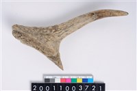 藏品(角尖器)的圖片